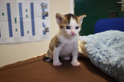 Peter the kitten at charity Wood Green
